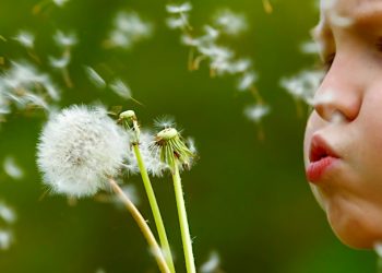 How to Make Dandelion Tea – Healthy Leaf, Root, and Flower Teas