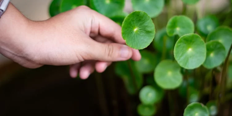 Cica Skincare for Acne Can it Help Improve Your Skin