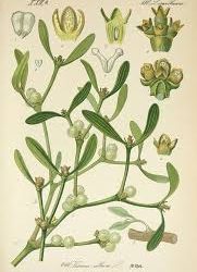 Mistletoe Medicine