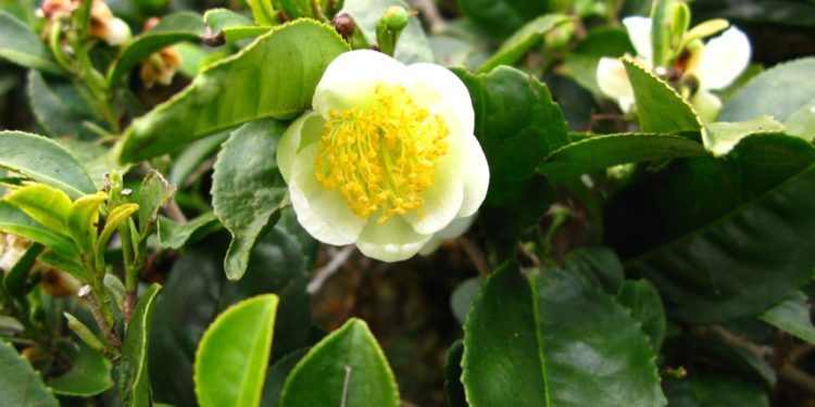 The Camellias – A Cup of Variety