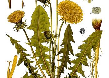 Deep Cleaning with Dandelion