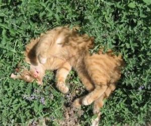 Getting To Know Catnip