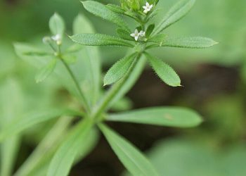 Herbs to Wash the Winter Away