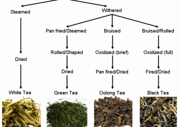 The Camellias – A Cup of Variety (Part 2)