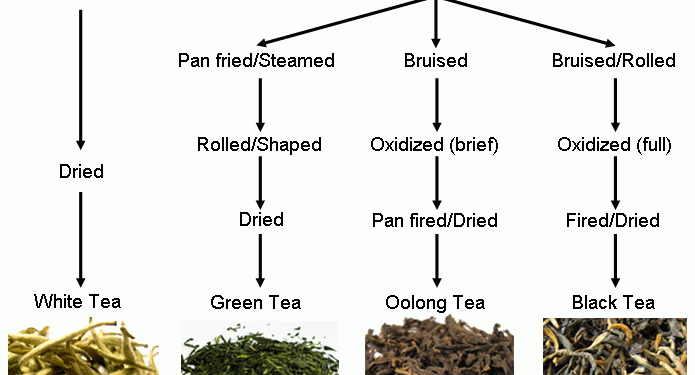 The Camellias – A Cup of Variety (Part 2)