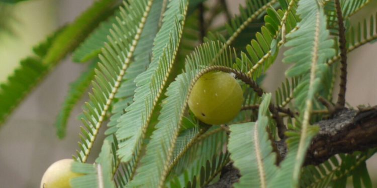 Triphala: Three Fruits, One Cleansing Miracle