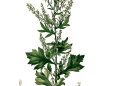 Mighty Mugwort