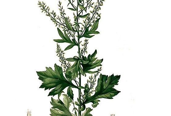 Mighty Mugwort