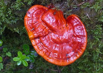 A Fungal Approach To Allergies