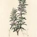 Rosemary for Remembrance