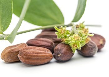 Herbs for Summer Skin Care