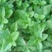 Medicinal Kitchen Part I: Herbs