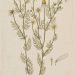 Chamomile: The Underappreciated Multitasker