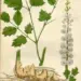 Black Cohosh: More Than Just A Hormone Regulator