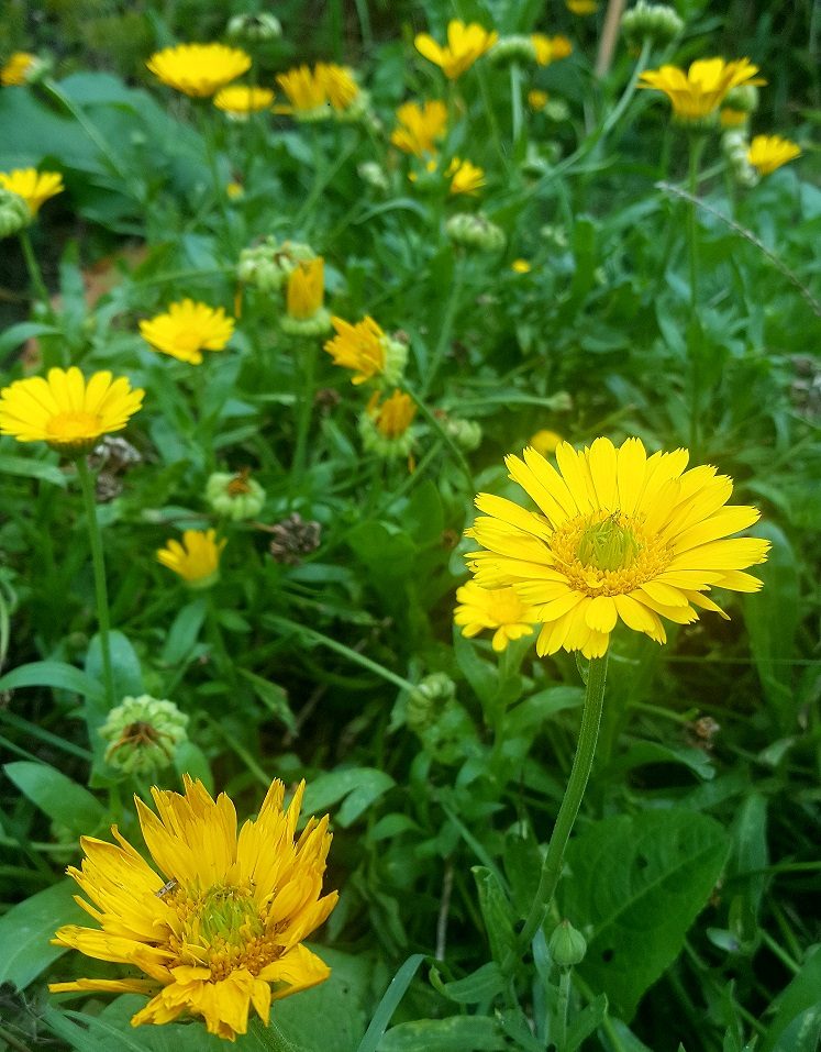 Calendula at Smile 2017