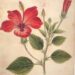 Keeping Cool with Hibiscus