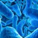 Parasites: Things To Know