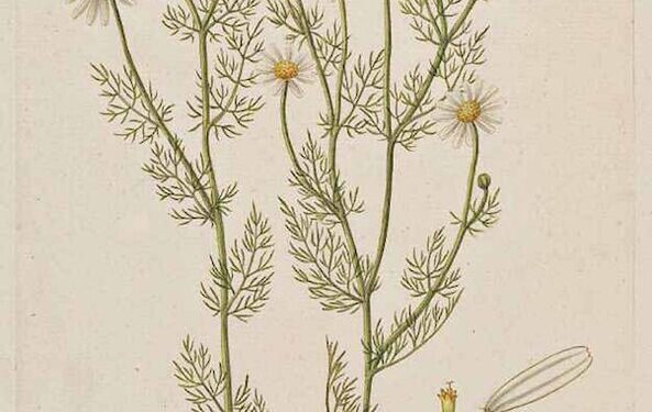 Chamomile: The Underappreciated Multitasker