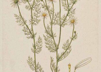 Chamomile: The Underappreciated Multitasker