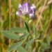 Nutritive Herbs for Better Health
