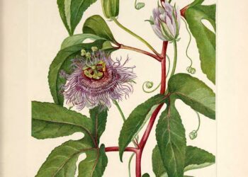 Peaceful Passionflower