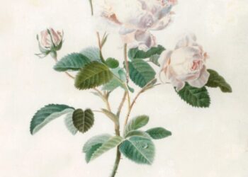 Ravishing Rose